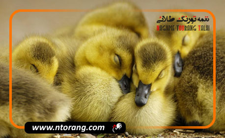 نکات مراقبت از اردک در گرما و سرما